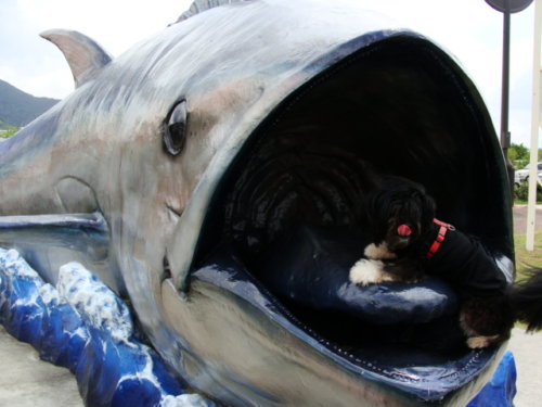 マグロのモニュメント ウチの犬 シーサー 公式 奄美大島のゲストハウス昭和荘 1泊1500円 税別